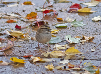 White throated Sparrow